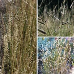 Grama Grass Collection -High Country Gardens Shop grama grass collection collage
