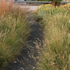 Grama Grass Collection -High Country Gardens Shop grama grass collection sq