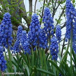 Grape Hyacinth -High Country Gardens Shop grapehyacinth3 2