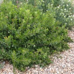 Gro-Low Sumac (Rhus) -High Country Gardens Shop gro low sumac