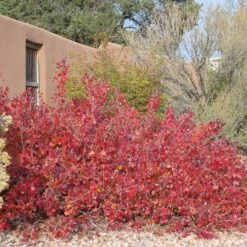 Gro-Low Sumac (Rhus) -High Country Gardens Shop gro low sumac adobe