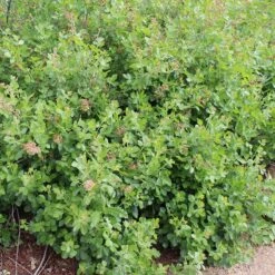 Gro-Low Sumac (Rhus) -High Country Gardens Shop gro low sumac loveland co
