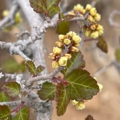 Gro-Low Sumac (Rhus) -High Country Gardens Shop gro low sumac spring