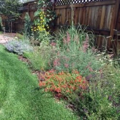 Habitat Hero Birdwatcher Pre-Planned Garden -High Country Gardens Shop habitatherobirdwatchergardenjasonbidgood