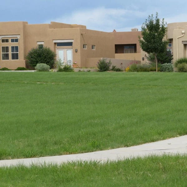 Hachita Blue Grama Grass Plugs 2 Hachita Blue Grama Grass Plugs - Image 2