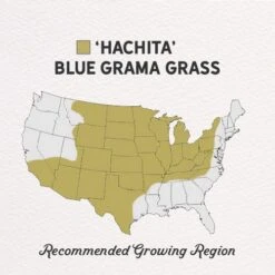 Hachita Blue Grama Grass Seed - 1 LB -High Country Gardens Shop hachita blue grama regions 1