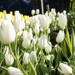 Hakuun Darwin Tulip -High Country Gardens Shop hakuun darwin tulip 2 1