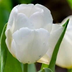 Hakuun Darwin Tulip -High Country Gardens Shop hakuun darwin tulip 3