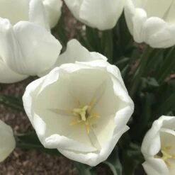 Hakuun Darwin Tulip -High Country Gardens Shop hakuun darwin tulip 4