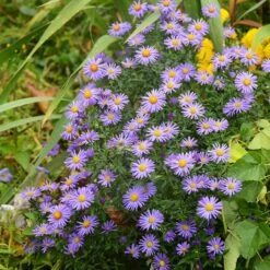 Native Dry Area Wildflower Seed Mix -High Country Gardens Shop hcg dry area mix aster