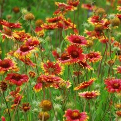 Native Dry Area Wildflower Seed Mix -High Country Gardens Shop hcg dry area mix blanketflower