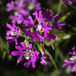 Native Dry Area Wildflower Seed Mix -High Country Gardens Shop hcg dry area mix deer horn clarkia