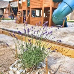 FlowerKisser® After Midnight English Lavender -High Country Gardens Shop hcg flowerkisser after midnight playground pr cropped