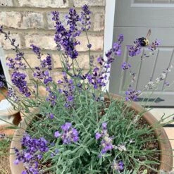 FlowerKisser® After Midnight English Lavender -High Country Gardens Shop hcg flowerkisser after midnight pot bee pr