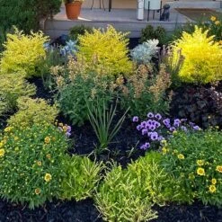 Kudos™ Gold Agastache 5 Kudos™ Gold Agastache -High Country Gardens Shop hcg kudos gold agastache garden pr cropped