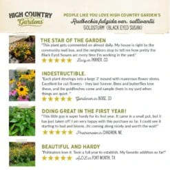 Goldsturm Black Eyed Susan 11 Goldsturm Black Eyed Susan -High Country Gardens Shop hcg pdp testimonial goldsturm black eyed susan 01