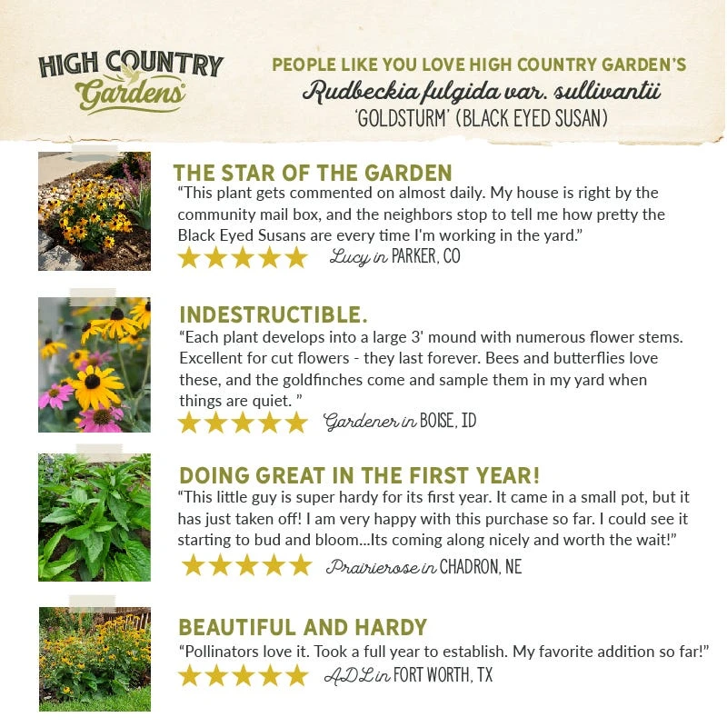 Goldsturm Black Eyed Susan 6 Goldsturm Black Eyed Susan - Image 6
