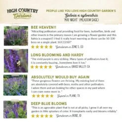 May Night Salvia -High Country Gardens Shop hcg pdp testimonial may night salvia 01