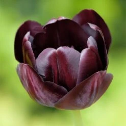 Queen Of The Night Single Late Tulip -High Country Gardens Shop hcg single late tulip queen of the night
