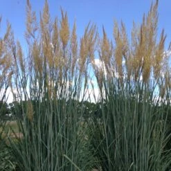 Thin Man Golden Prairie Grass -High Country Gardens Shop hcg sorghastrum thin man 1 1