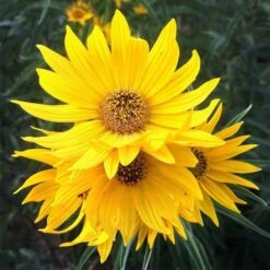 Santa Fe Maximilian's Sunflower (Helianthus) -High Country Gardens Shop hcgsp15jackganse 23526409 helian