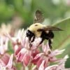 Showy Pink Milkweed -High Country Gardens Shop hcgsu15jasonbidgood brown belted bumble bee milkweed specioisa co
