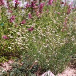 Zig Zag Blue Grama Grass -High Country Gardens Shop heididenverdrygardens cropped
