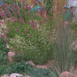 Zig Zag Blue Grama Grass -High Country Gardens Shop heididenverdrygardens cropped2