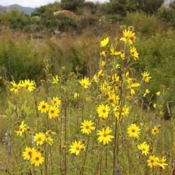 Autumn Magic Pollinator Collection -High Country Gardens Shop helianthus maximiliana sq