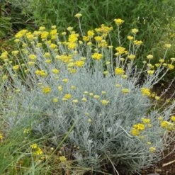 Silver Curry Bush (Helichrysum) -High Country Gardens Shop helichrysum tianshanicum cold hardy strain 56500 1 cropped