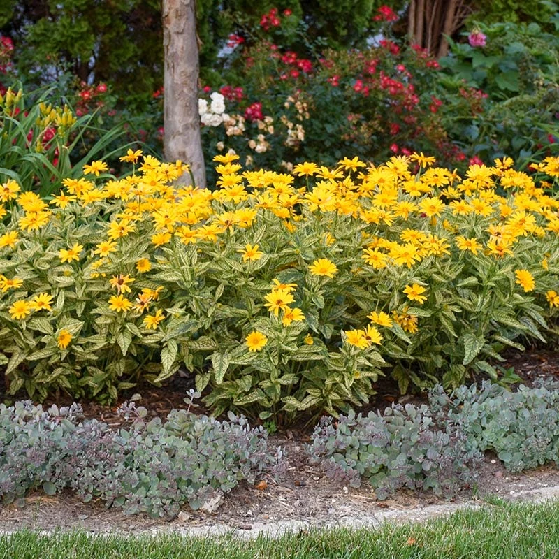 Sunstruck Heliopsis 3 Sunstruck Heliopsis - Image 3