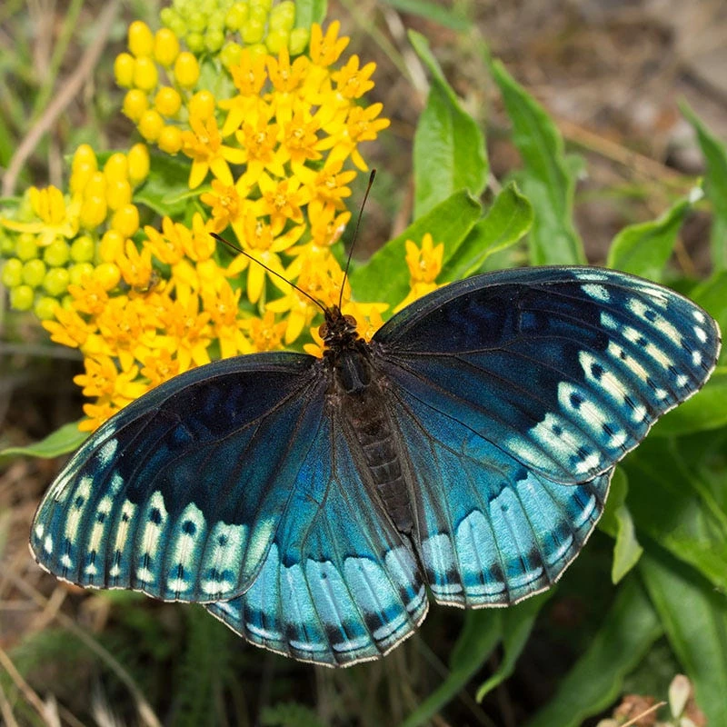 Hello Yellow Butterfly Weed 5 Hello Yellow Butterfly Weed - Image 5