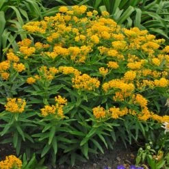 Hello Yellow Butterfly Weed 8 Hello Yellow Butterfly Weed -High Country Gardens Shop hello yellow butterfly weed