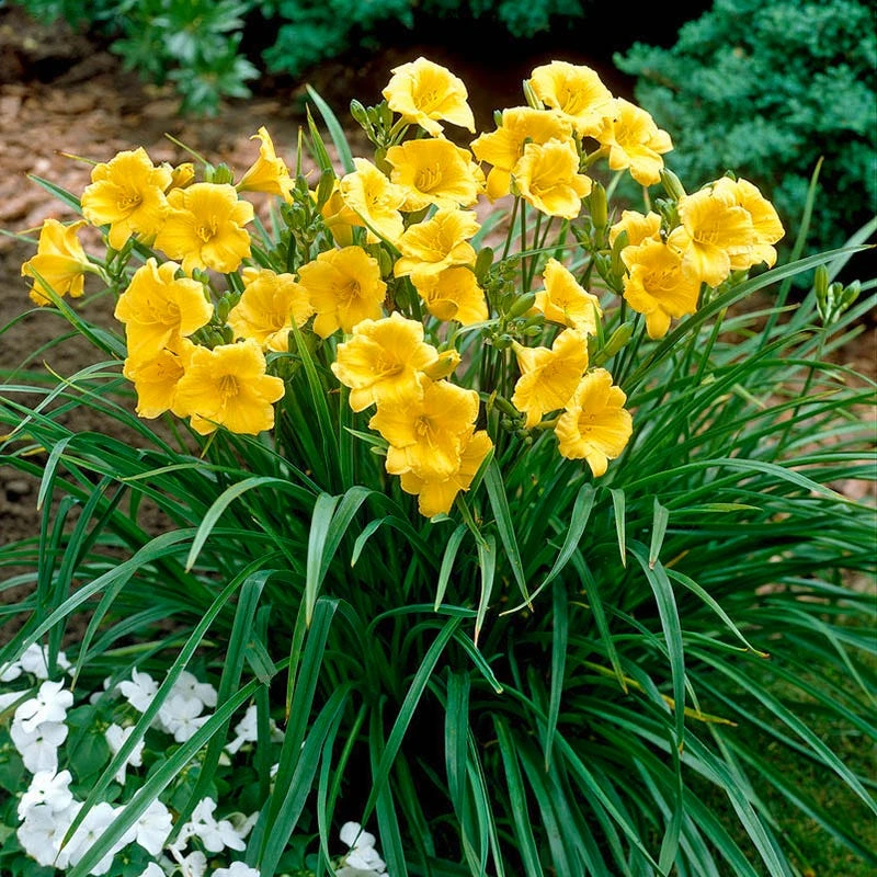 Stella D'Oro Reblooming Daylily 1 Stella D'Oro Reblooming Daylily