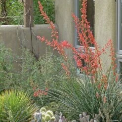 Coral Glow Texas Yucca (Hesperaloe) -High Country Gardens Shop hesperaloe coral glow yucca opuntia echinocereus cc cropped
