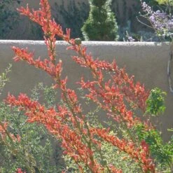 Coral Glow Texas Yucca (Hesperaloe) -High Country Gardens Shop hesperaloe parviflora coral glow august cropped