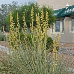 Yellow Flowering Texas Yucca (Hesperaloe) -High Country Gardens Shop hesperaloe parviflora yellow 1 sq