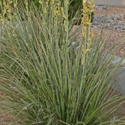 Yellow Flowering Texas Yucca (Hesperaloe) -High Country Gardens Shop hesperaloe parviflora yellow foliage sq