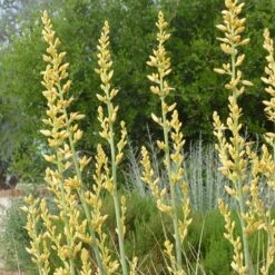 Yellow Flowering Texas Yucca (Hesperaloe) -High Country Gardens Shop hesperaloe parviflora yellow sq
