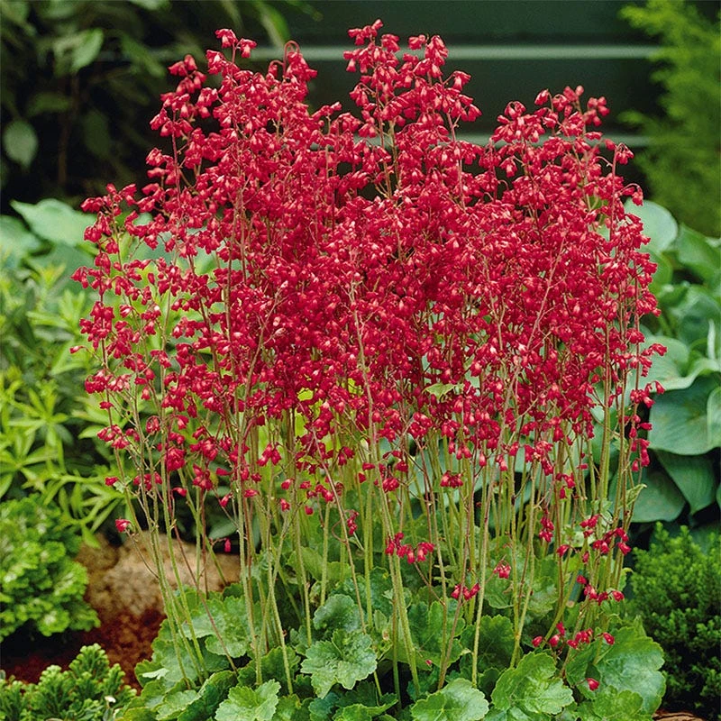 Firefly Coral Bells 1 Firefly Coral Bells