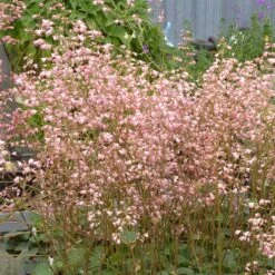 Weston Pink Coral Bells -High Country Gardens Shop heuchera weston pink coral bells