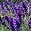 Blowin' In The Wind Collection -High Country Gardens Shop hidcote superior english lavender garden flower bee