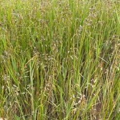 Sweetgrass -High Country Gardens Shop hierochloe odorata3