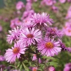Superstar Aster Collection -High Country Gardens Shop honeysong pink new england aster