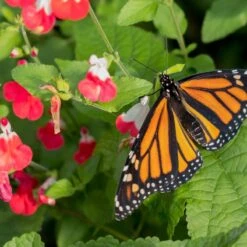 Hot Lips Salvia -High Country Gardens Shop hot lips salvia 4
