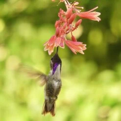 Hummingbird Paradise Hesperaloe Collection -High Country Gardens Shop humminbird hesperaloe sq