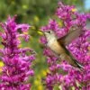Hummingbird Attracting Collection For The West -High Country Gardens Shop hummingbird agastache cana rosita hummingbird