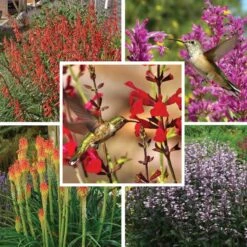 Hummingbird Attracting Collection For The West 10 Hummingbird Attracting Collection For The West -High Country Gardens Shop hummingbird attracting west 9 19 25