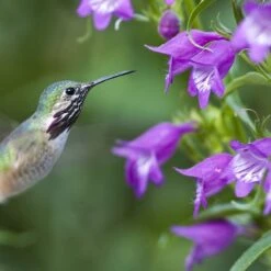 Plant Select® Waterwise Perennial Collection -High Country Gardens Shop hummingbird penstemon pikes peak cropped
