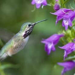 Pike's Peak Purple® Penstemon 5 Pike's Peak Purple® Penstemon -High Country Gardens Shop hummingbird penstemon pikes peak hummer